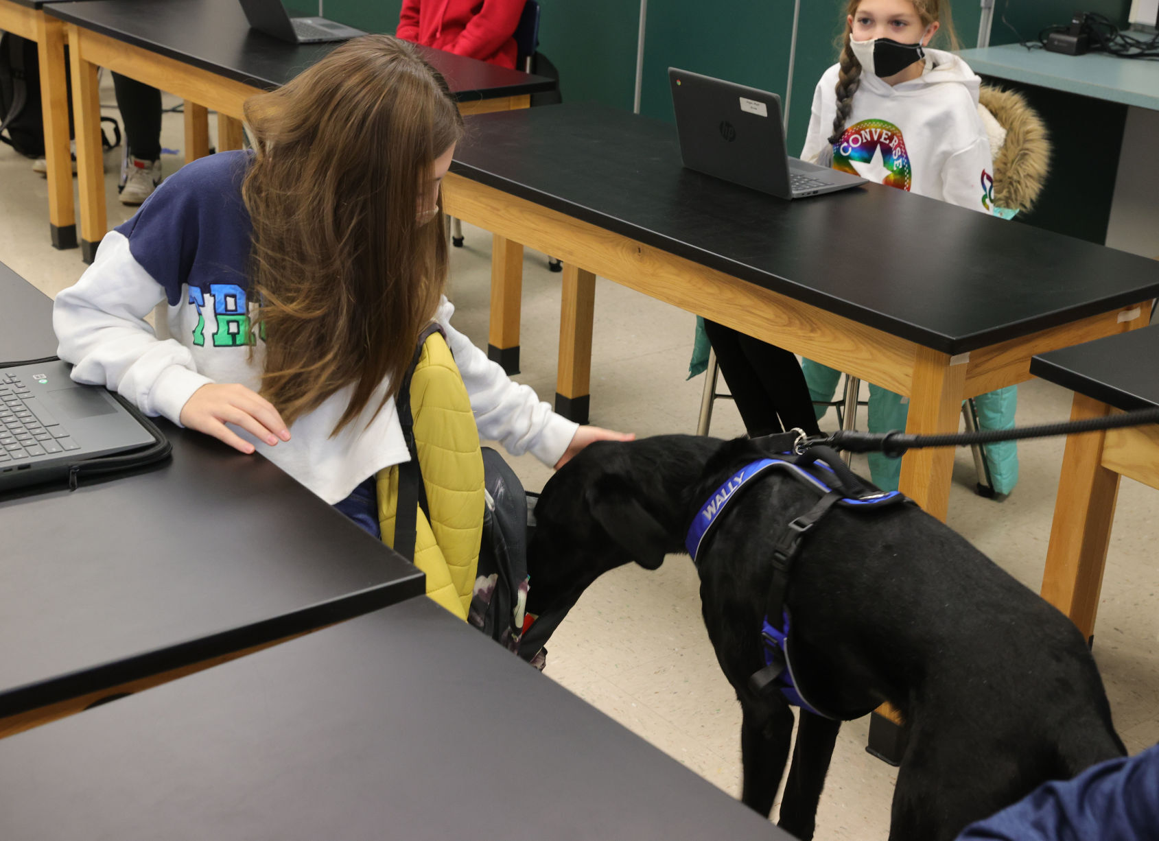 Wally Therapy Dog